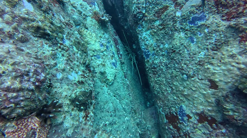 Spiny lobster hiding in a narrow crevice between two large rocks covered in coral and algae, Seychelles