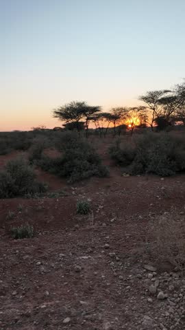 Wide landscape of a dry, dusty, reddish-brown terrain with sparse green and brown scrub brush and several acacia-like trees silhouetted against a vibrant sunset, Somalia