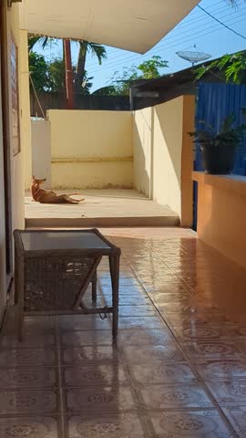 Small, light brown dog lying on its side in the sun, scratching its ear with a back leg