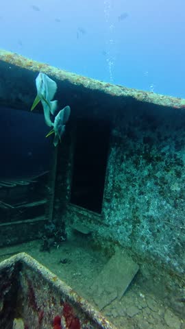 Sunken ship, with a fish swimming past in the first few seconds