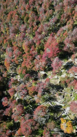 Trees with red and green autumn foliage