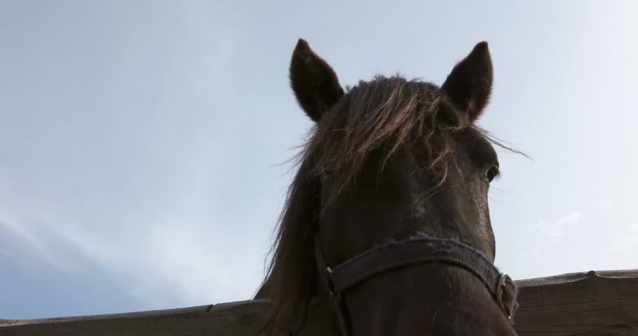 Horses Competing in Equestrian Contest, Galloping.