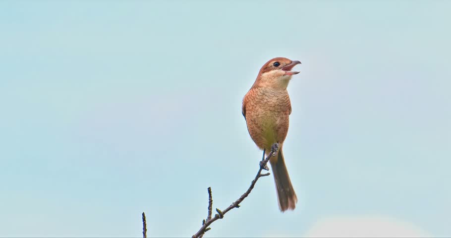 Great Grey Shrike Bird Perched With Sharp Curved Beak, Predatory Songbird.