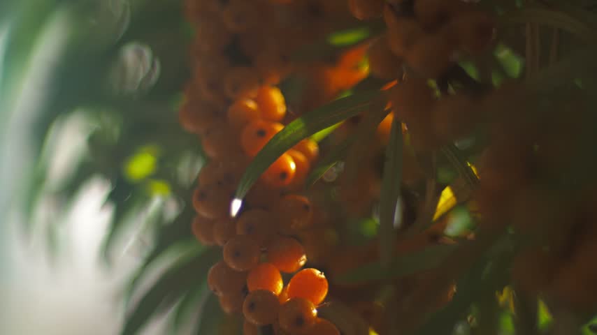 Orange berries appear among lush green leaves in a vibrant natural setting. Sunlight shines through the foliage, creating a warm atmosphere. The scene captures the beauty of nature.
