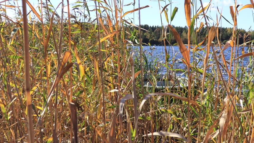 A boat in the reeds on the riverbank on a sunny autumn day.