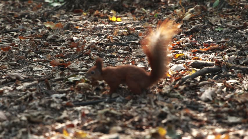 Close-up of a squirrel holding a hazelnut in its mouth, highlighting wildlife, nature, forest food and animal behavior in detail