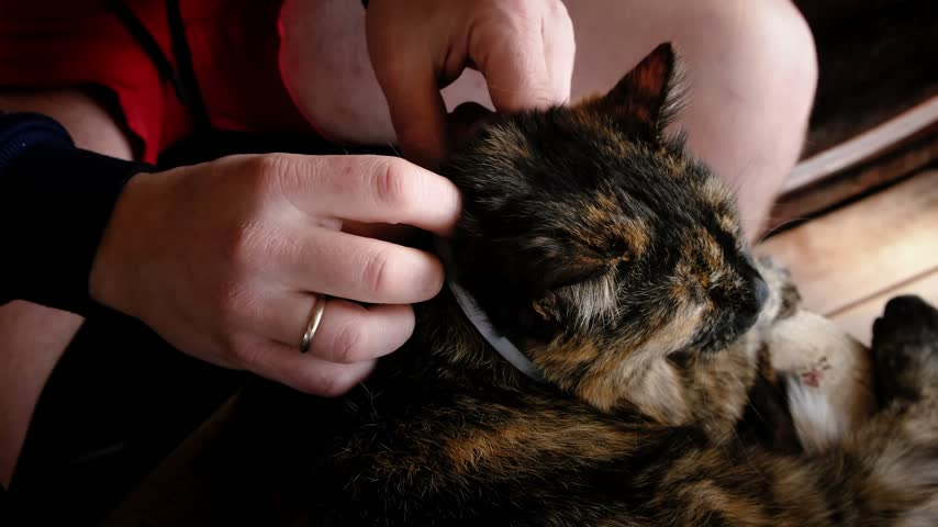 A person puts an antiparasite collar on a cat to protect it from ticks, fleas, and parasites and adjusts it. High quality 4K footage.