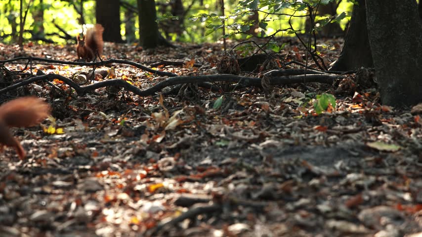Two squirrels running and chasing each other on the ground, showing playful wildlife behavior in a natural park or forest setting