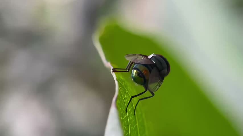 Macro close up of fly on green leaf   