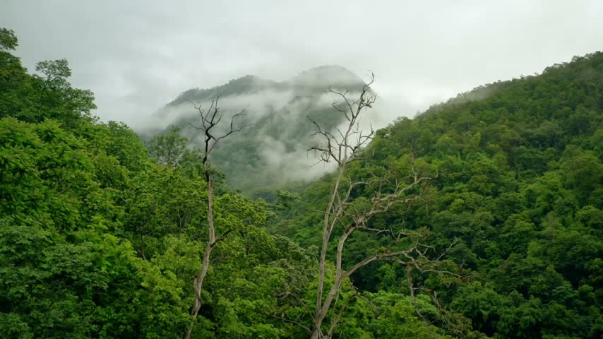 A scenic view of a dense, lush green mountain forest covered in low-hanging misty clouds, featuring prominent bare, leafless trees in the foreground.