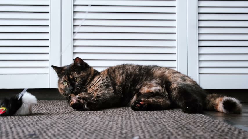 Teasing the cat. A playful tortoiseshell cat lying on the floor plays with a toy mouse. Playing with a pet. Domestic feline, indoor animal life. High quality 4k footage.