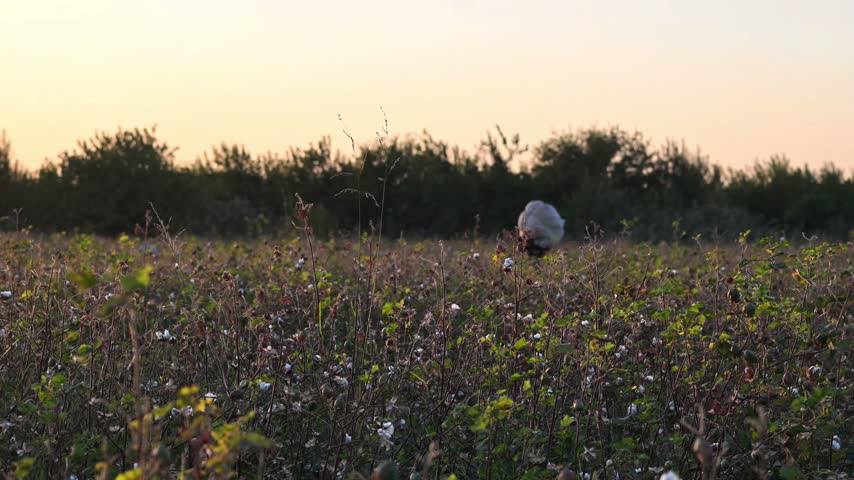 Cotton Worker Carrying a Large Bag of Harvested Cotton in Uzbekistan. Documentary footage of rural life and cotton production in Uzbekistan.