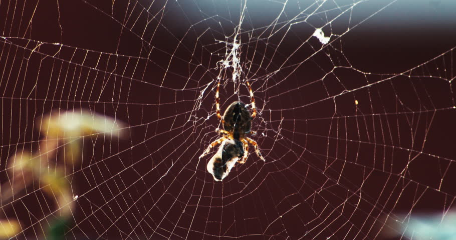 European Garden Spider Wrapping Prey in Silk Cocoon on Web Close Up | Detailed macro shot of a European garden cross spider (Araneus diadematus) rapidly wrapping its freshly caught prey in a thick silk cocoon on an outdoor spiderweb. Showcases predatory insect behavior, web spinning mechanics, and natural wildlife action. Ideal for nature documentaries, educational videos, biology presentations, and commercial media covering wildlife, arachnids, and natural ecosystems.