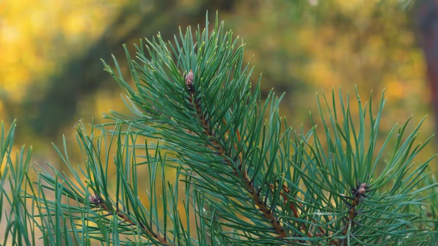 A close up of a pine tree with pine cones, ideal for use in nature or outdoor-themed designs.