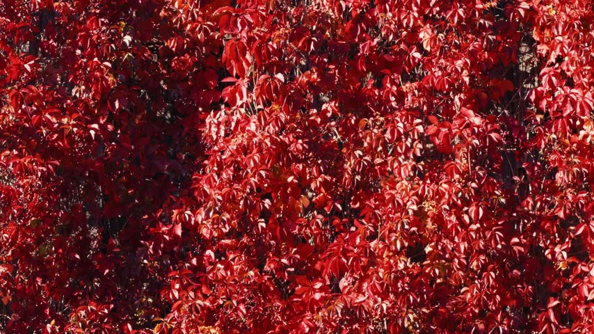 a tree with red leaves.