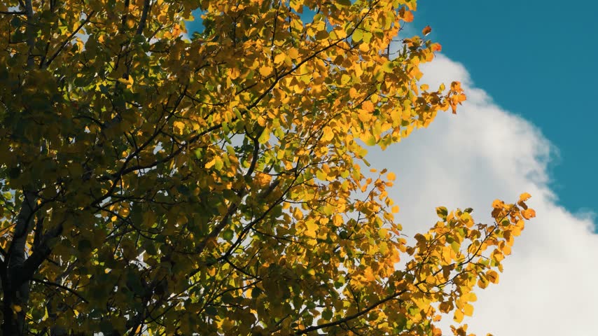 tree in a clear blue sky.
