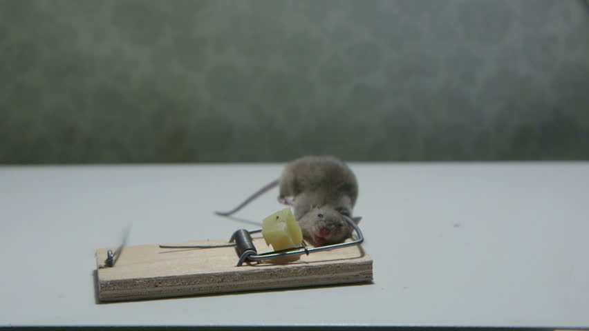mouse trap video