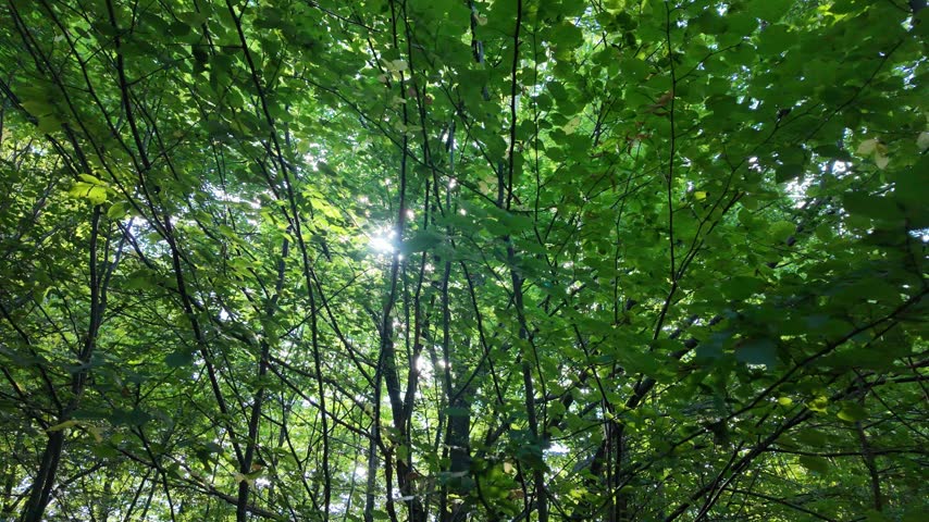 Sunbeams shine through the green leaves on the tree branches in the forest.