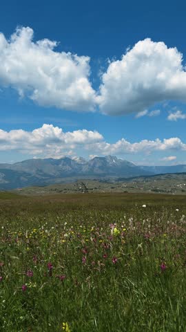 Wildflower meadow overlooks the Durmitor mountain range beneath large summer clouds. Scenic landscape represents nature, tourism and outdoor travel.