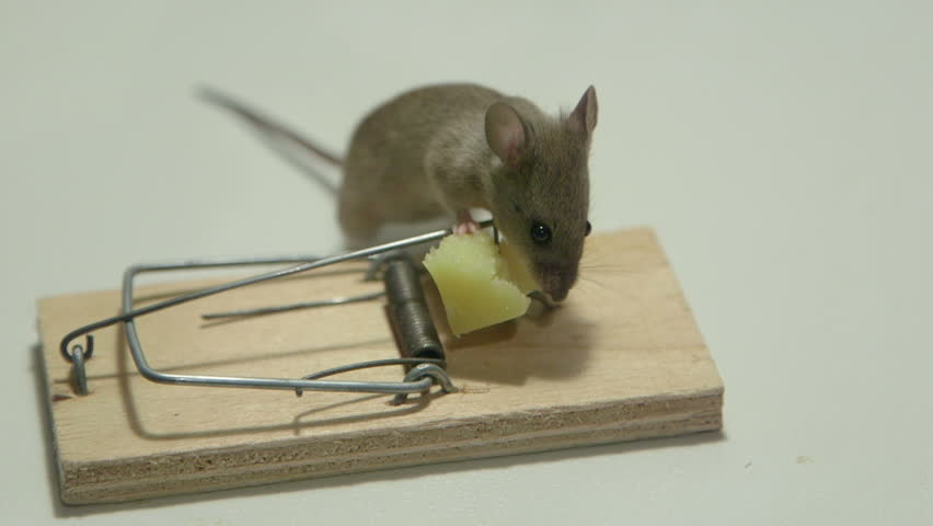 lucky mouse eating cheese trap canon: стоковое видео (без лицензионных плат...