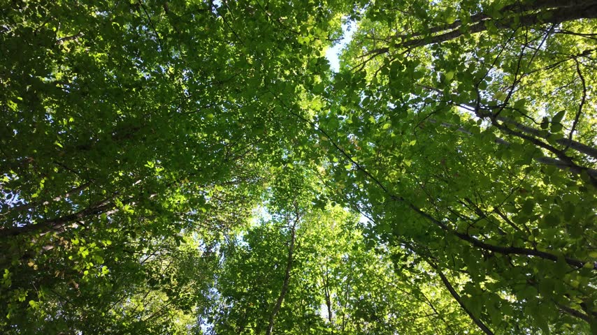 Sunbeams shine through the green leaves on the tree branches in the forest.