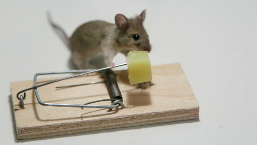 Funny Mouse Eating Cheese In Stock Footage Video 100 Royalty Free 4192924 Shutterstock