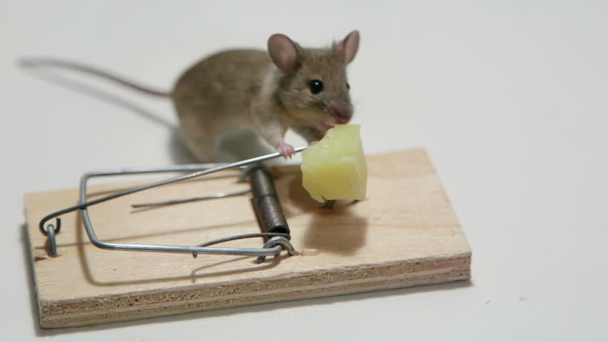 a mouse trap