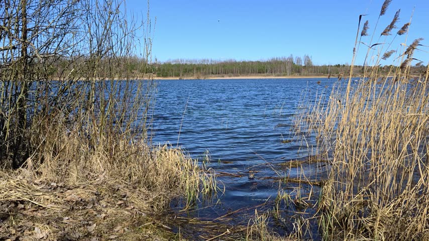 Bushes and birch trees grow on the shore of the lake. Next to last year