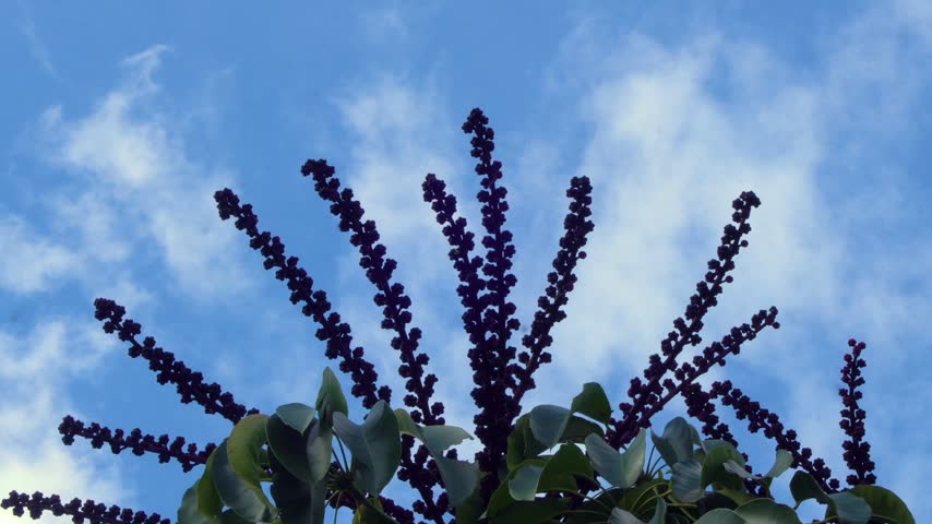 blue sky and clouds over Schefflera arboricola flowers