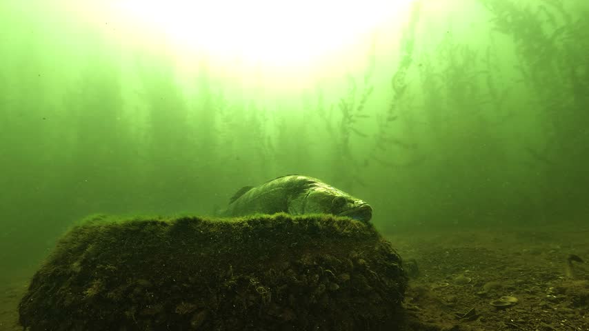 A wels catfish approaches and a zander swims away from its resting place in low natural light. Check the gallery for similar footages