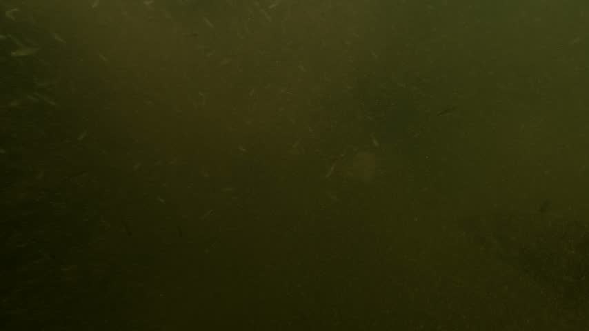 A wels catfish leaves an underwater tunnel and passes close to the camera. The camera keeps moving into the passage. The light fades and the frame goes completely dark.