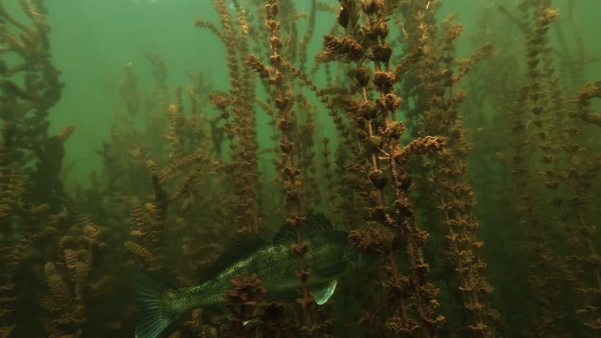 A zander moves in profile through dense milfoil. It passes behind the submerged stems then takes fright. The fish darts away in a sudden burst of speed.