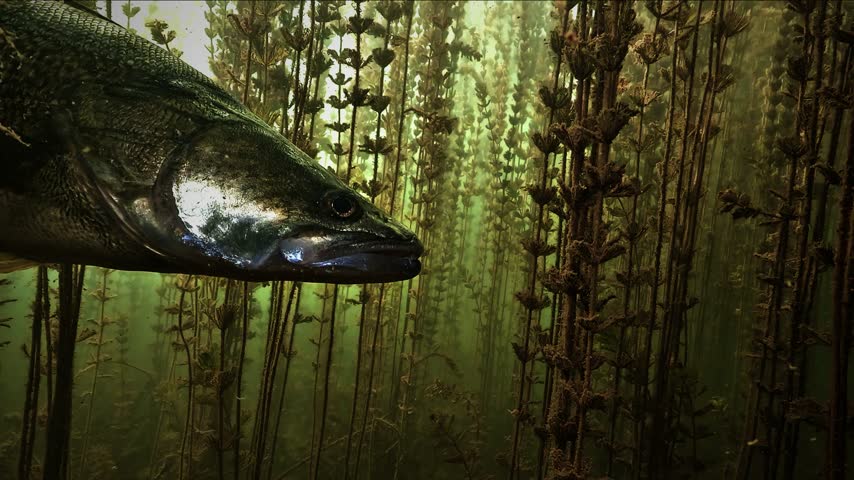 A zander - Sander lucioperca - rests in profile among water milfoil in a French lake. Check the gallery for similar footages