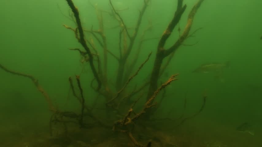 A shoal of zander swims close to a submerged object on the bed of a lake. The group moves slowly through open freshwater. The scene is filmed underwater in natural light.