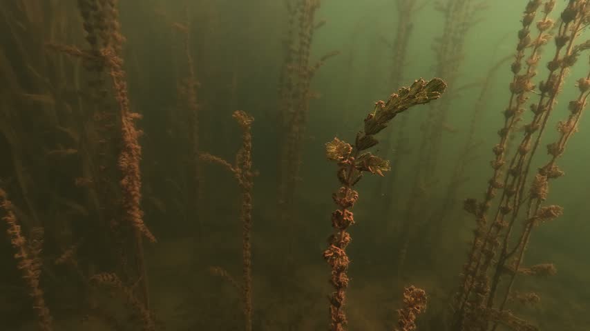 A northern pike about one metre long moves over the bottom of a lake. It glides between tall watermilfoil stems while searching for prey. Filmed underwater in natural light.