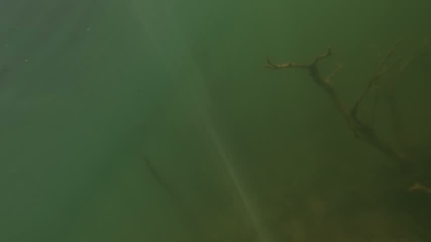 A young wels catfish touches the underwater camera with its mouth. The pale belly and the barbels fill the frame. The fish then turns and swims away.