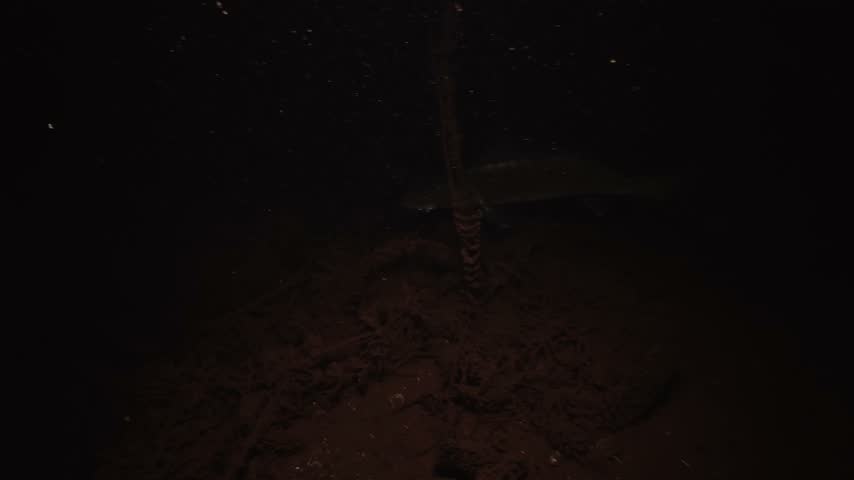 A zander hunts just above the bottom of a lake. The predator swims slowly over the sediment. It scans the water ahead in search of prey.