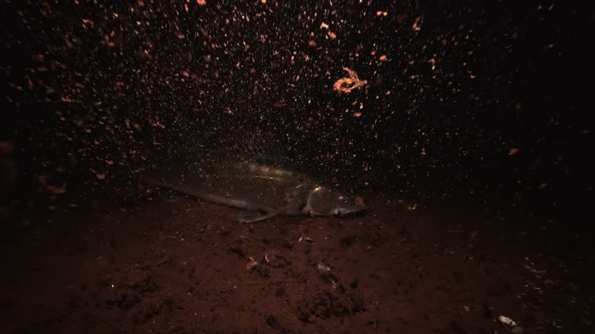 A zander - Sander lucioperca, also called walleye - rests on the lakebed at night under a dive light. Check the gallery for similar footages