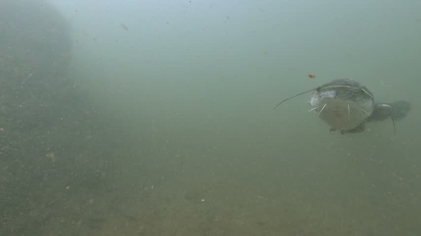 A wels catfish comes out of the dark water toward the camera. It touches the lens with one of its taste barbels. The fish then turns around and swims back into the gloom.
