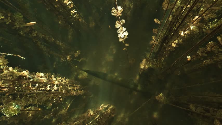 A northern pike (Esox lucius) rests among milfoil stems, then accelerates away. Check the gallery for similar footages