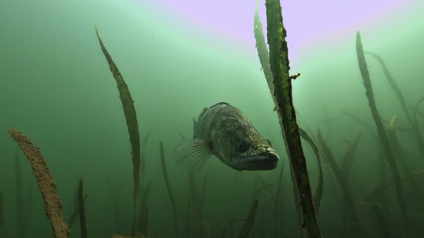 Close-up of a zander (Sander lucioperca) eye and mouth in Lake Salagou, France. Check the gallery for similar footages