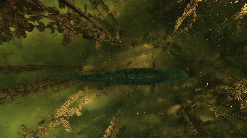 A zander rests near the bottom of a lake in a stand of milfoil. The shot looks down on its back. A slow zoom brings the dorsal fin and the scales closer.