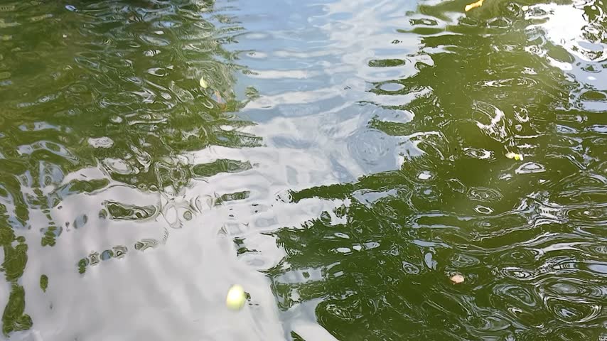 Moving water and the silhouette of a fish that quickly appears in Belém, PA, Brazil.