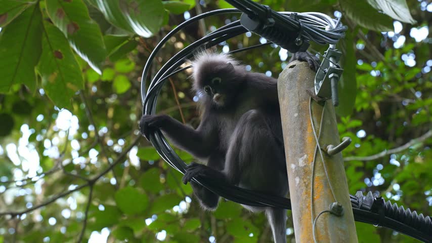 Low-angle medium static shot of an adult dusky leaf monkey sitting among black coiled utility cables attached to an old concrete pole, looking around alertly before gripping and climbing down the line
