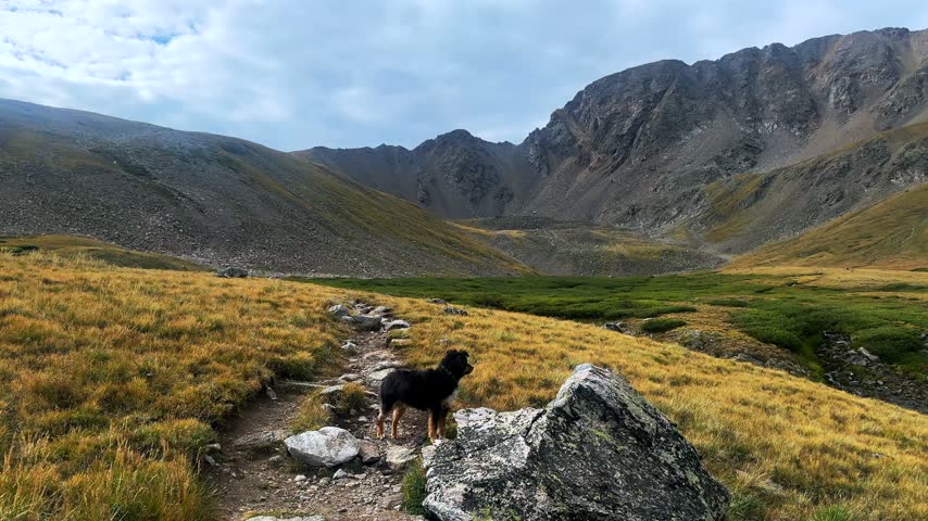 Hiking dog at Missouri Mountain 14er peak hiking trail Missouri Gulch Trailhead Colorado Cloudy sunny morning Sawatch Range Collegiate Peaks Wilderness Rocky Mountains nature landscape pan right