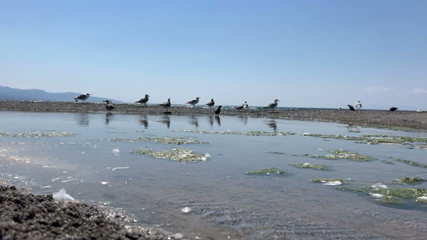 Seagulls gather on a sandy beach near a tide pool under a clear blue sky