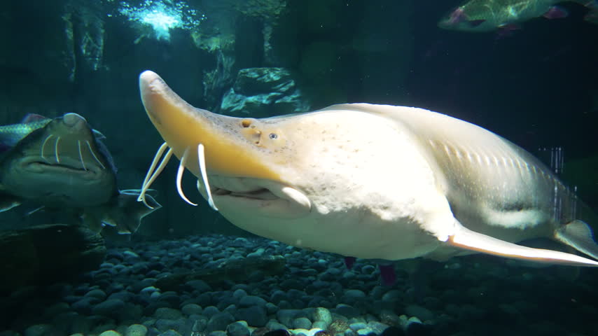 Large sturgeon swimming underwater showing pectoral fin in aquarium tank.