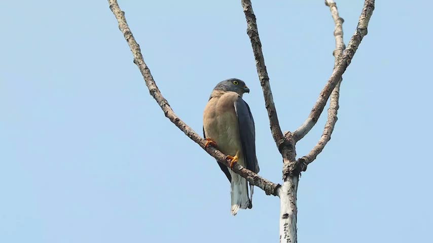 Wild hawk perched on a bare tree branch against a clear blue sky