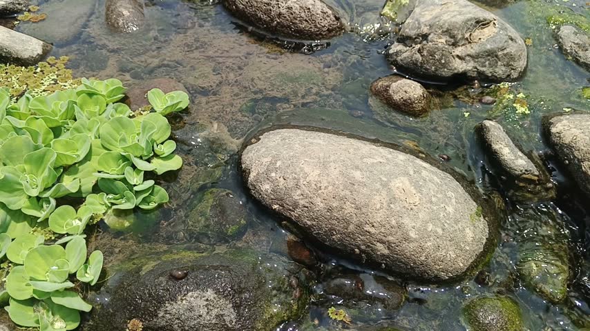 Clear river water gently flowing around river stones and green water lettuce plants. Suitable for freshwater ecology, nature documentaries, conservation, and tranquil background footage