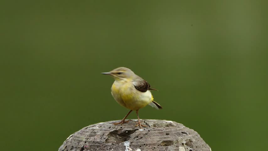 Wild yellow wagtail bird perched on a textured rock against a smooth green blurred background